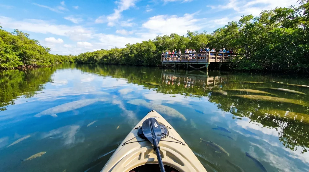 Manatee Park Fort Myers: Kayaking, Best Time and Parking